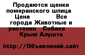 Продаются щенки померанского шпица › Цена ­ 45 000 - Все города Животные и растения » Собаки   . Крым,Алушта